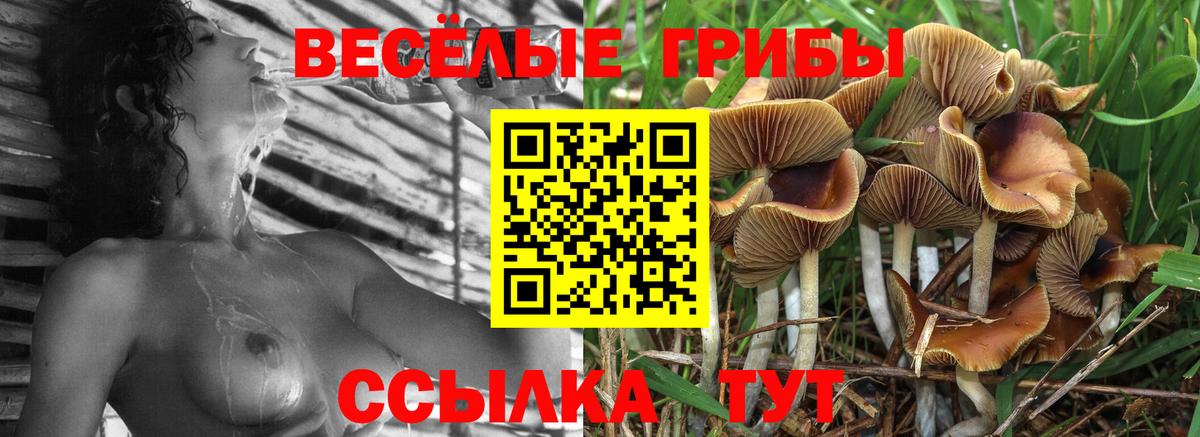 Галлюциногенные грибы Psilocybine cubensis Каменск-Уральский